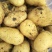 土豆黄心土豆大量供应质优价廉欢迎各位客商选购