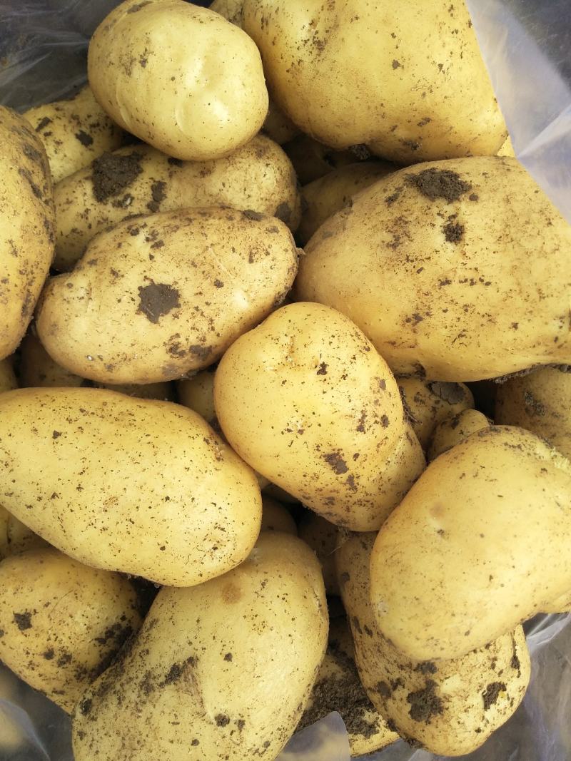 土豆黄心土豆大量供应质优价廉欢迎各位客商选购