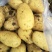 土豆黄心土豆大量供应质优价廉欢迎各位客商选购