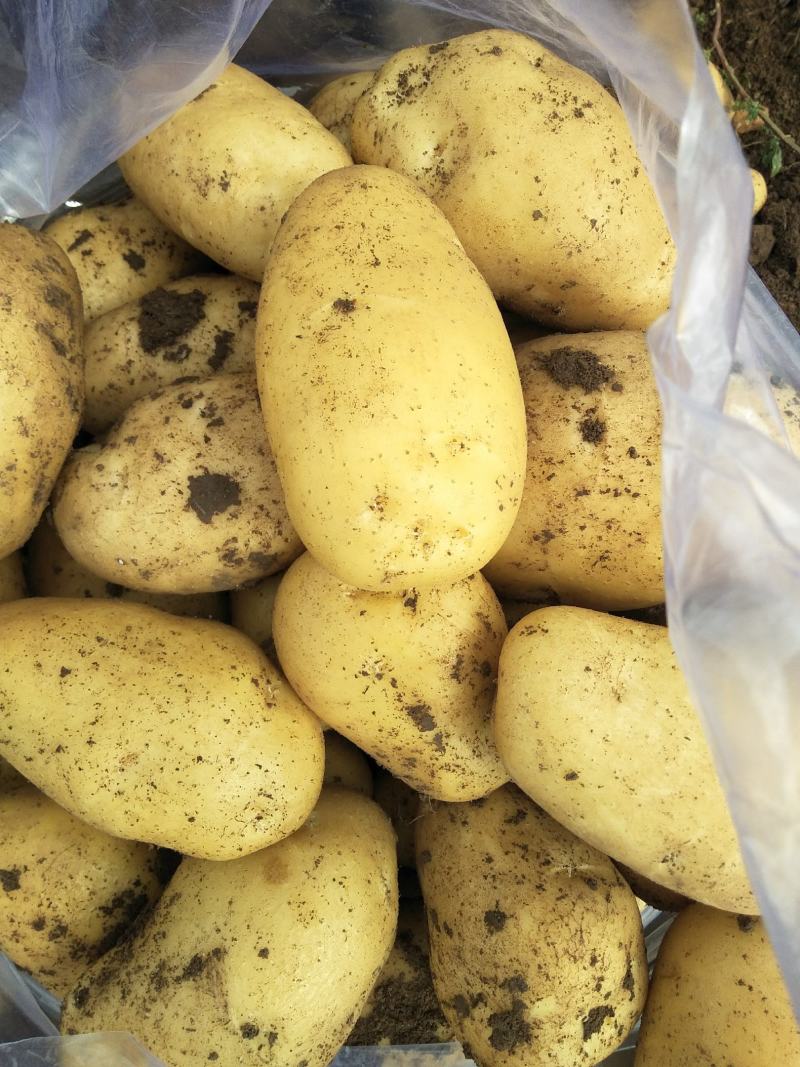 土豆黄心土豆大量供应质优价廉欢迎各位客商选购