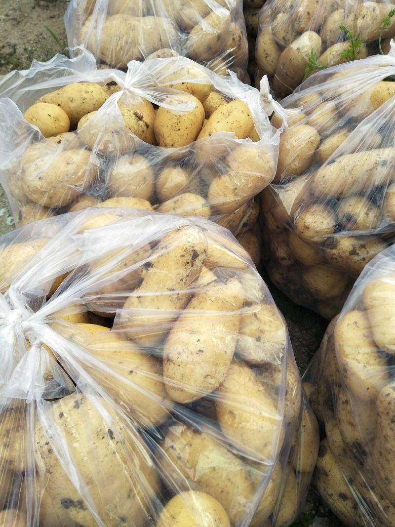 土豆黄心土豆大量供应质优价廉欢迎各位客商选购