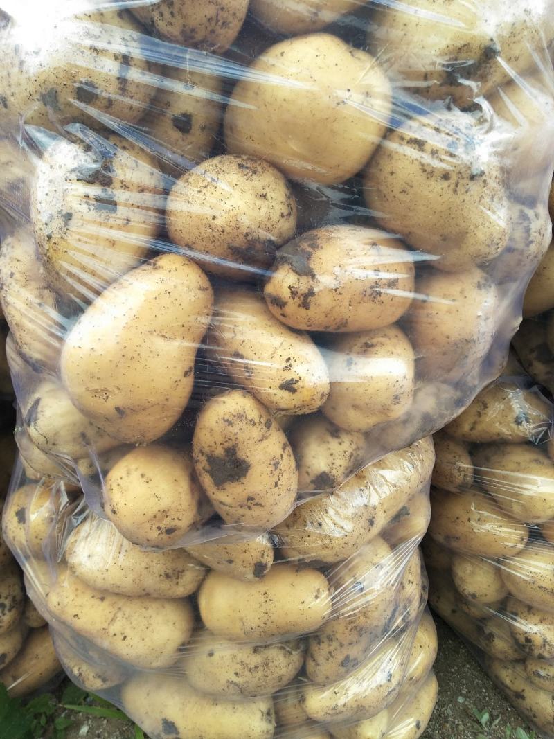 土豆黄心土豆大量供应质优价廉欢迎各位客商选购