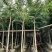求购5公分黄花梨