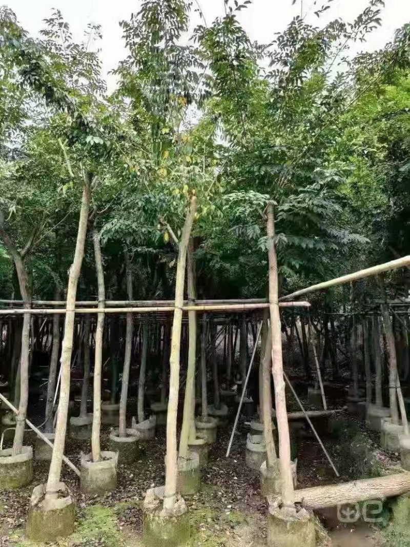求购5公分黄花梨