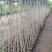 求购5公分黄花梨