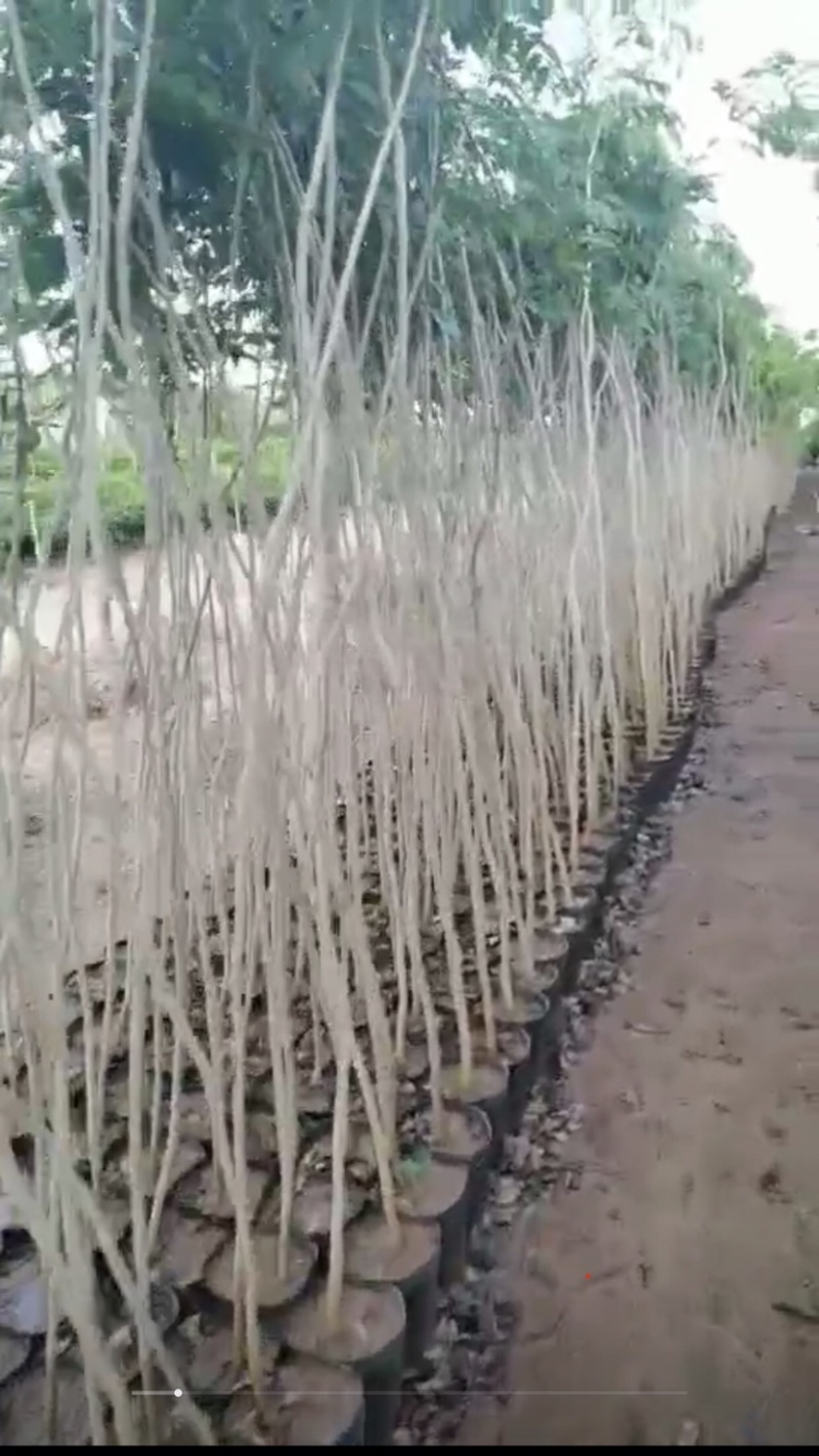 求购5公分黄花梨
