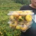 精品刺梨鲜果蔷薇科植物果实