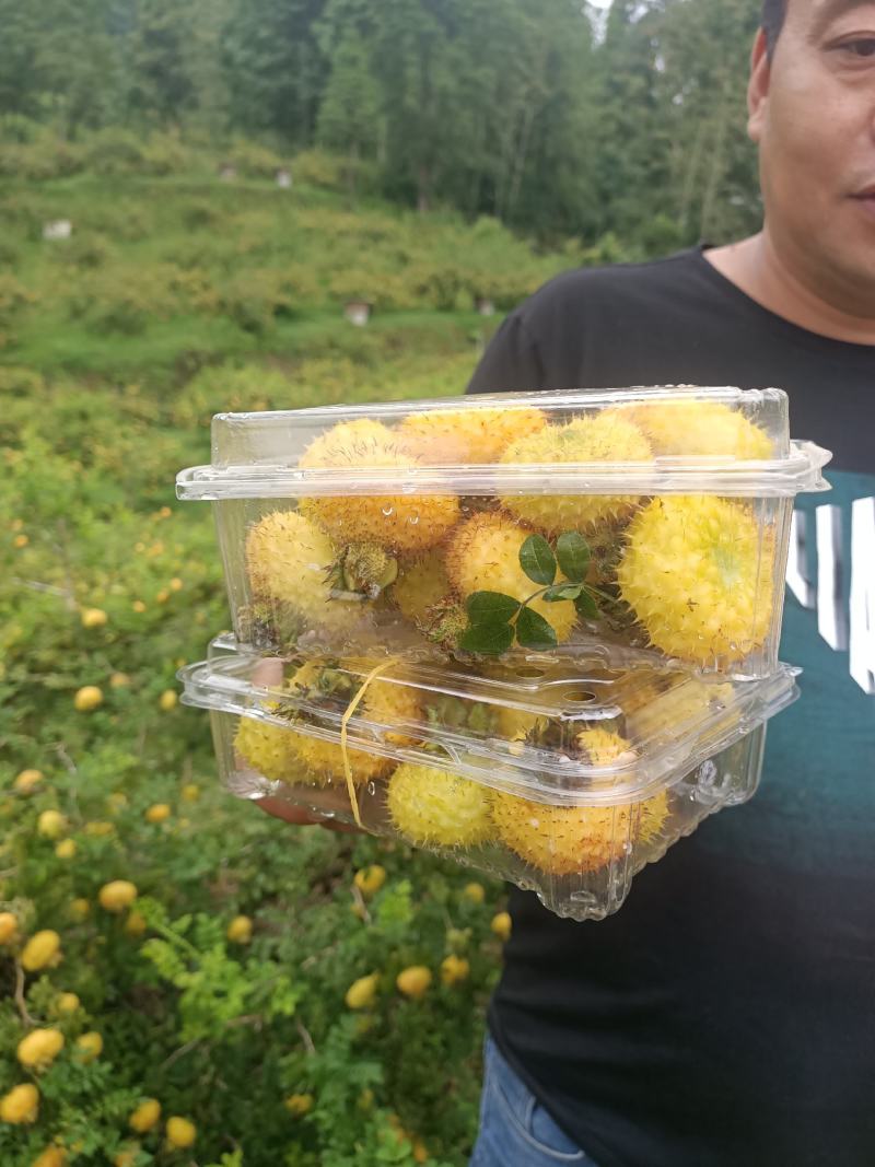 精品刺梨鲜果蔷薇科植物果实