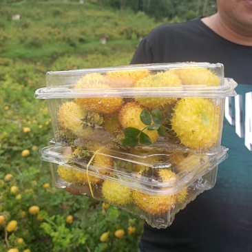 精品刺梨鲜果蔷薇科植物果实