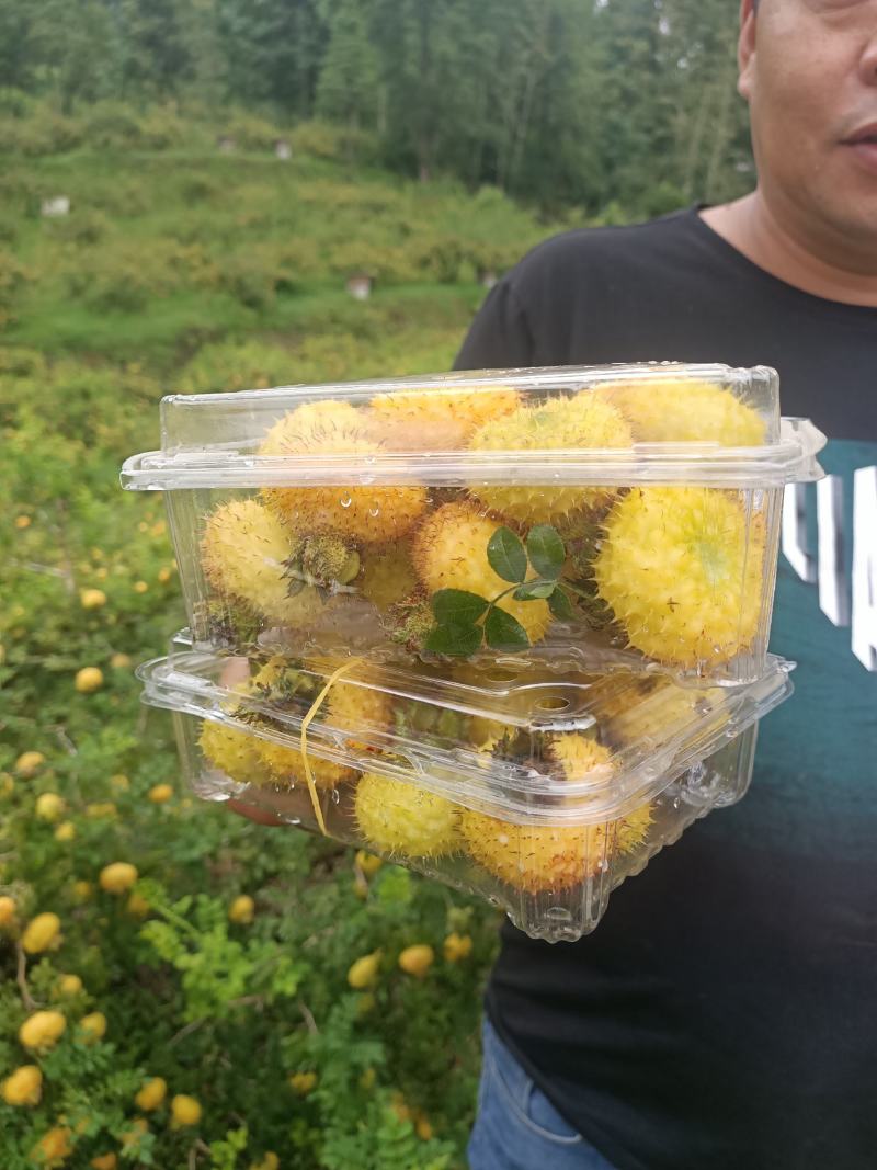精品刺梨鲜果蔷薇科植物果实