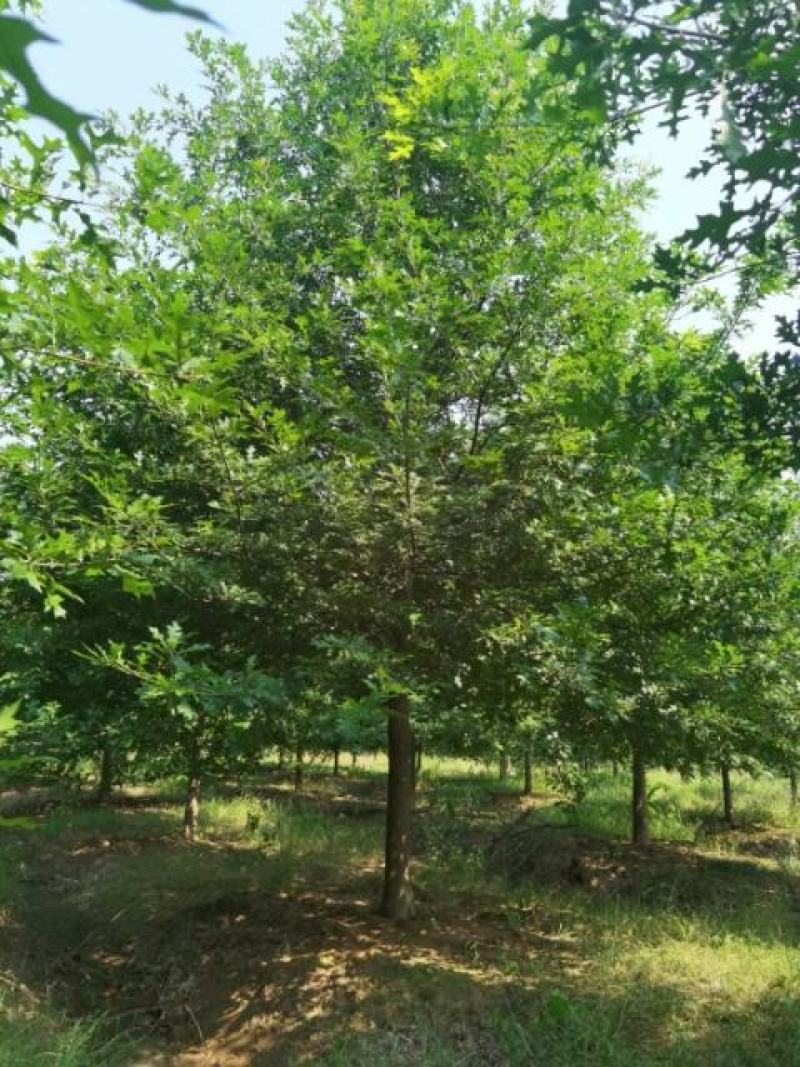 8_18公分娜塔栎千亩基地大量现货