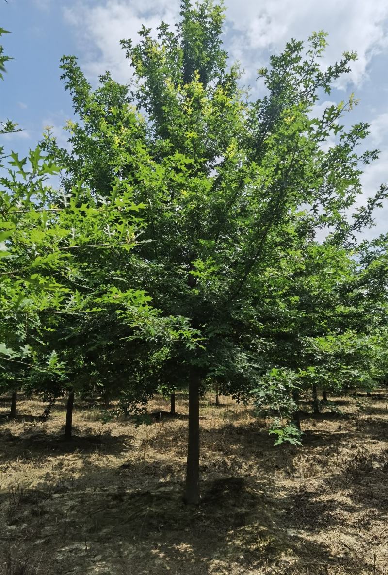 8_18公分娜塔栎千亩基地大量现货