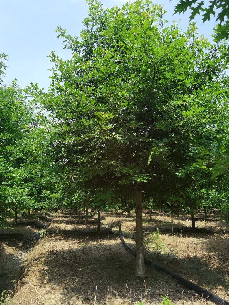 8_18公分娜塔栎千亩基地大量现货