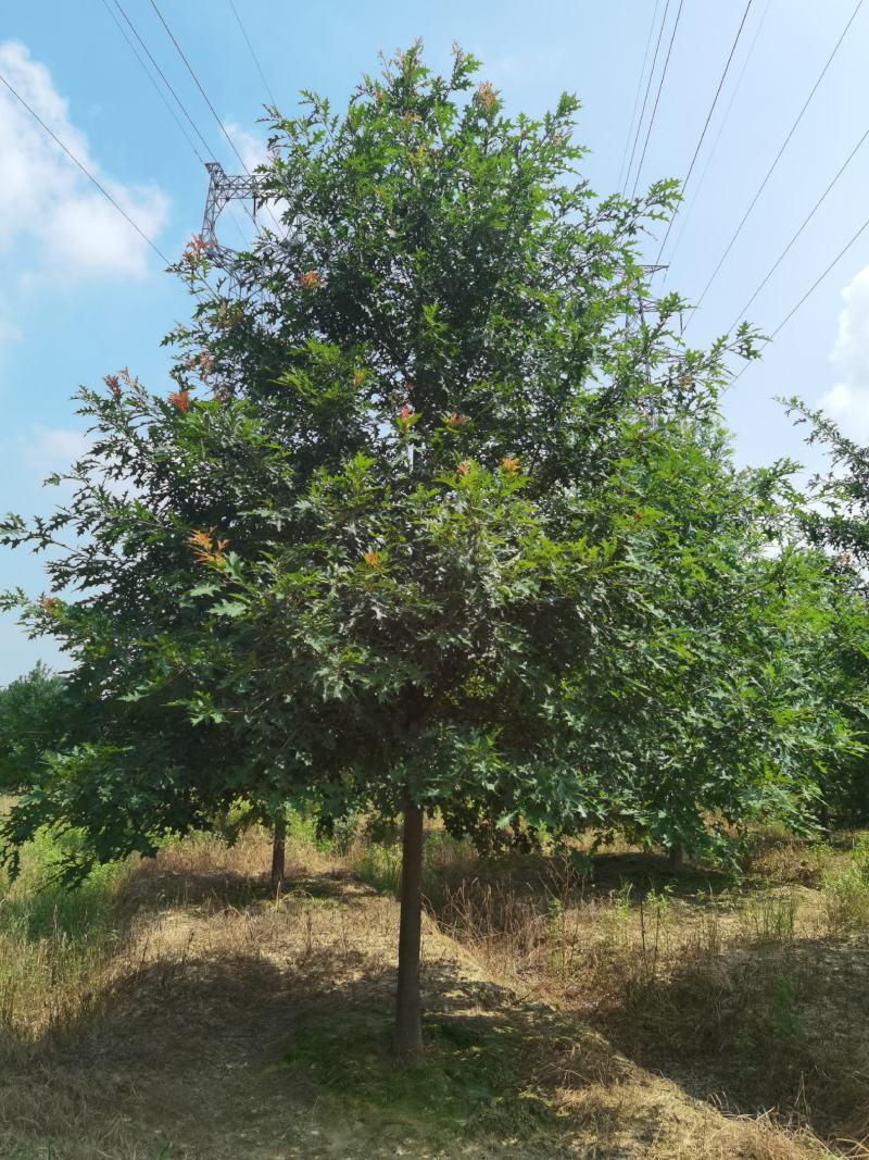8_18公分娜塔栎千亩基地大量现货