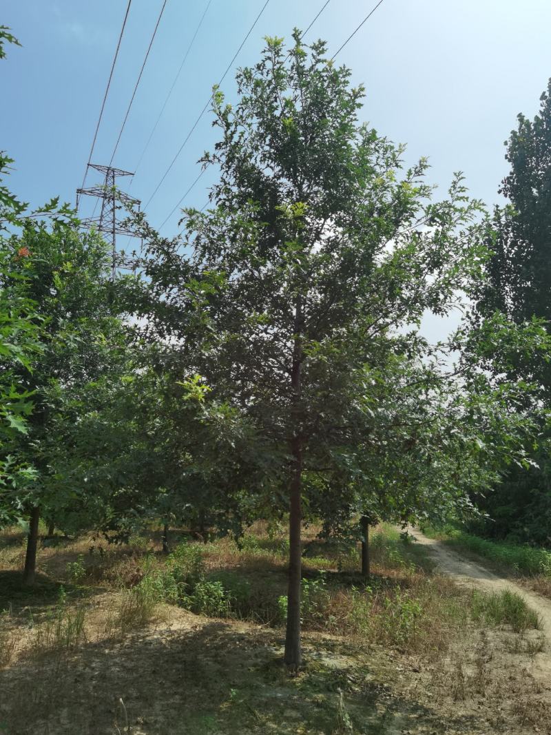 8_18公分娜塔栎千亩基地大量现货