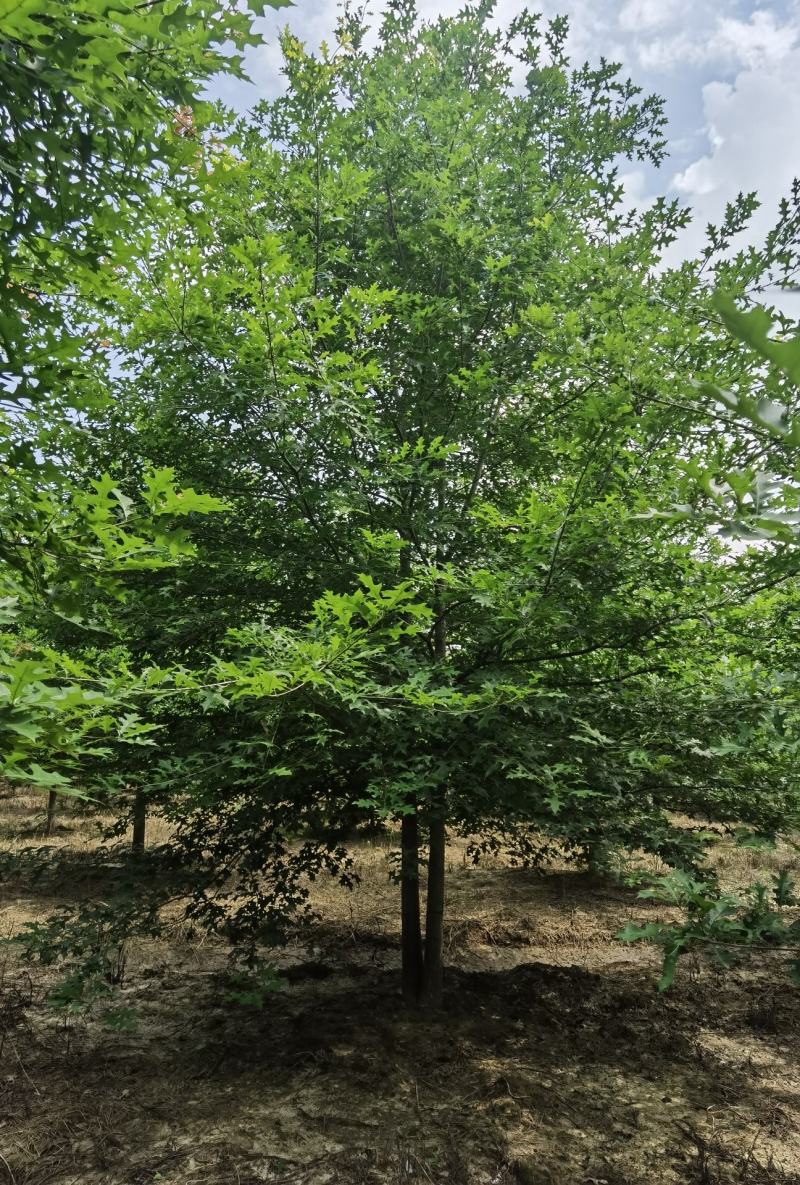 8_18公分娜塔栎千亩基地大量现货