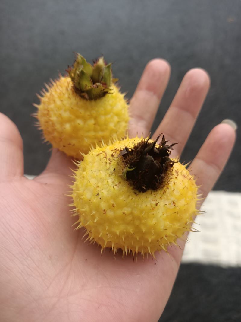 精品刺梨鲜果蔷薇科植物果实