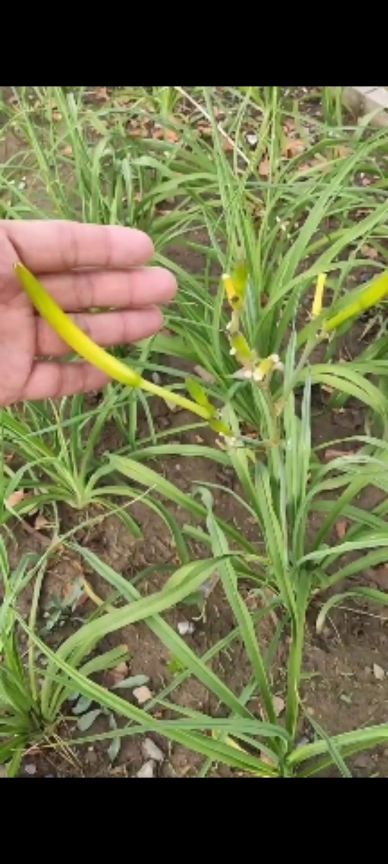 黄花菜大荔黄花菜干度好，均匀色度匀称