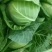 新鲜绿甘蓝菜