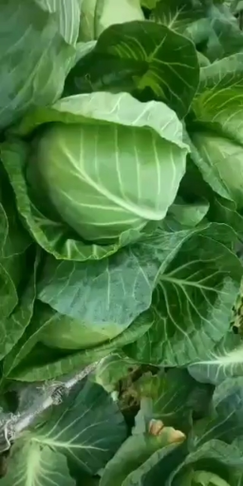 新鲜绿甘蓝菜