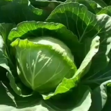 新鲜绿甘蓝菜