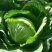 新鲜绿甘蓝菜