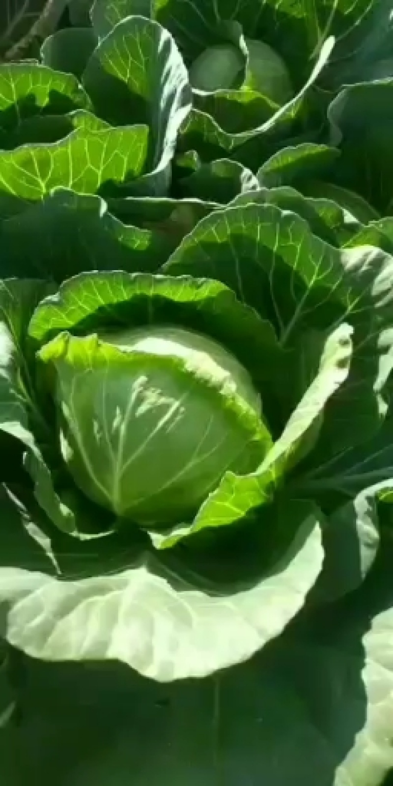 新鲜绿甘蓝菜