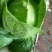 新鲜绿甘蓝菜