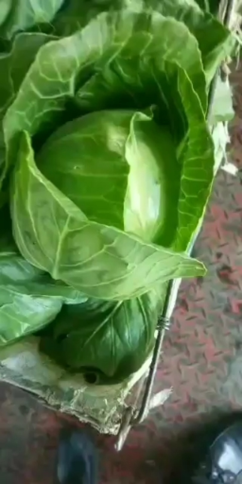 新鲜绿甘蓝菜
