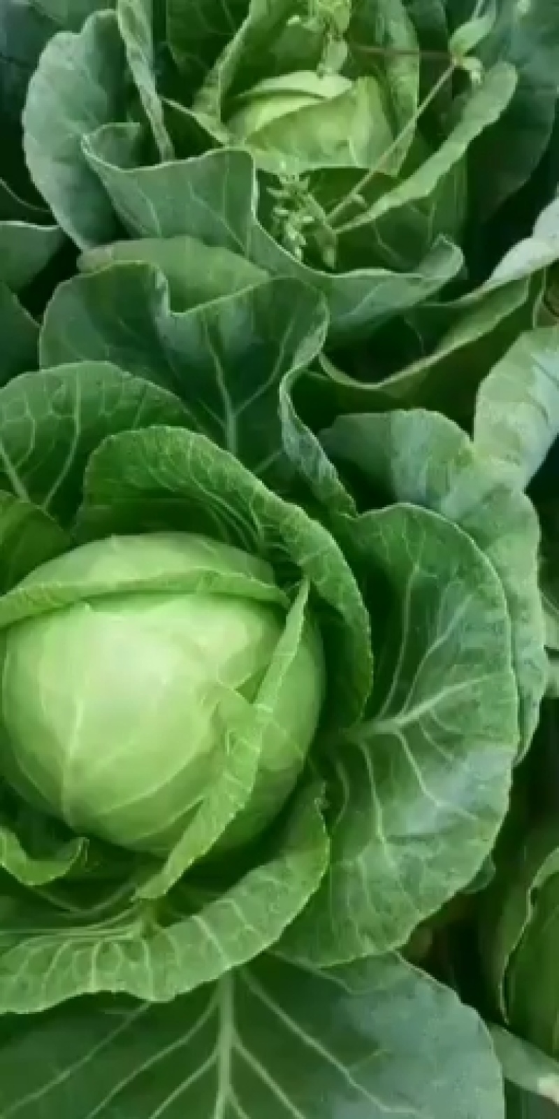 新鲜绿甘蓝菜