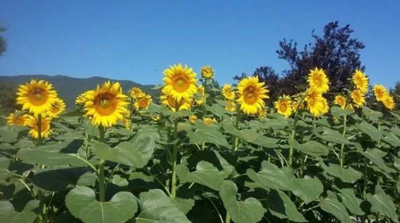 食用大型观赏向日葵种子特大葵花种籽榨油四季矮小油葵盆栽花