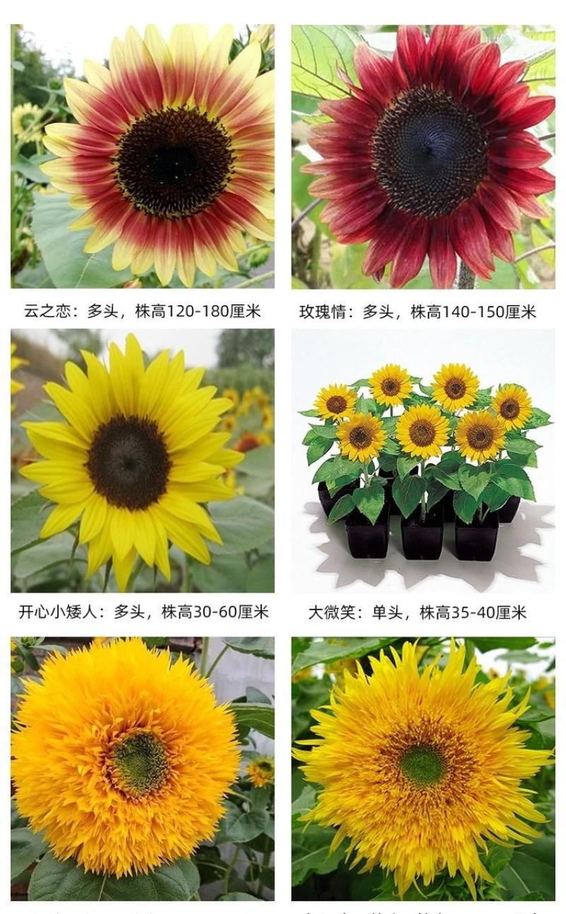 食用大型观赏向日葵种子特大葵花种籽榨油四季矮小油葵盆栽花