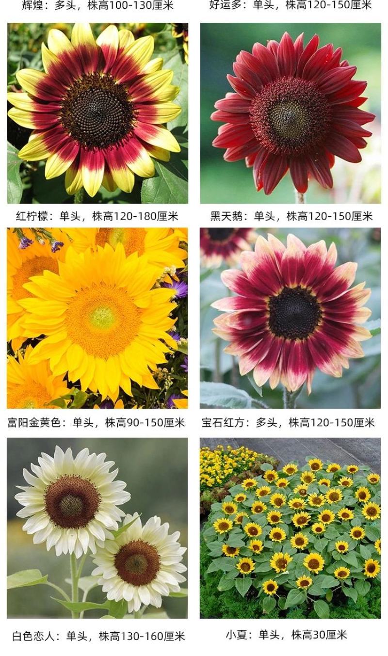 食用大型观赏向日葵种子特大葵花种籽榨油四季矮小油葵盆栽花