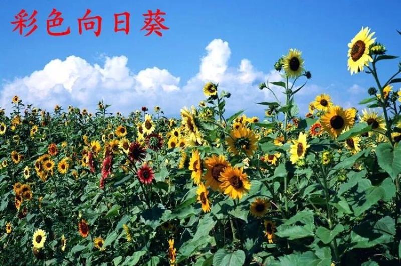 食用大型观赏向日葵种子特大葵花种籽榨油四季矮小油葵盆栽花