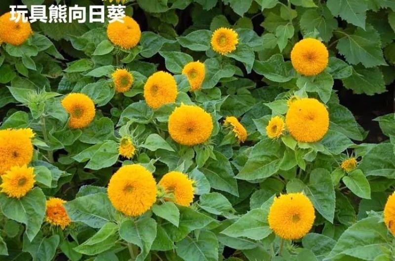 食用大型观赏向日葵种子特大葵花种籽榨油四季矮小油葵盆栽花