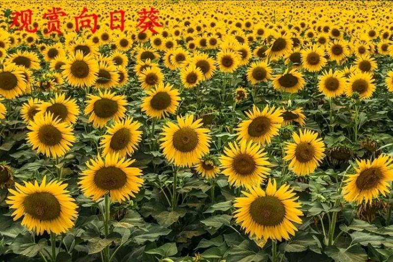 食用大型观赏向日葵种子特大葵花种籽榨油四季矮小油葵盆栽花