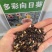 食用大型观赏向日葵种子特大葵花种籽榨油四季矮小油葵盆栽花