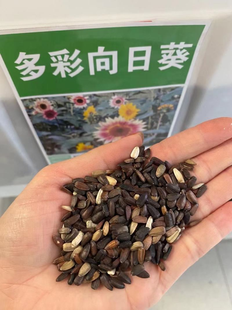 食用大型观赏向日葵种子特大葵花种籽榨油四季矮小油葵盆栽花