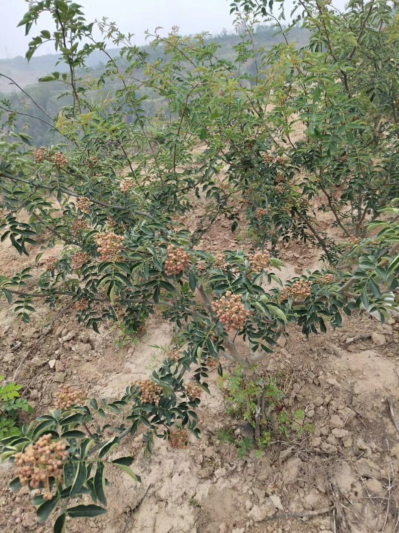 无刺花椒苗。产地直销量大价优
