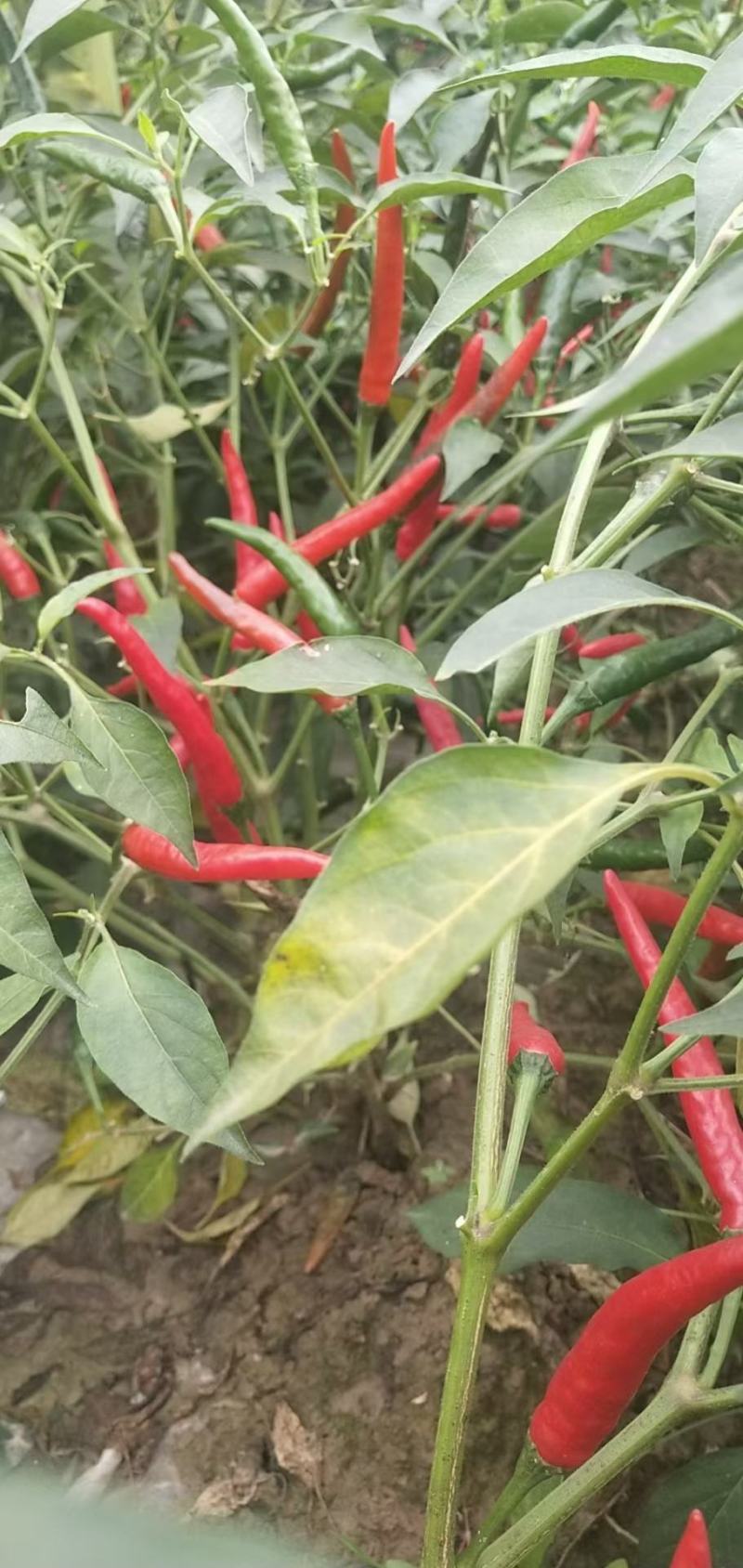 惠民线椒大量供应，颜色好，品质特级，适合腌制和辣椒酱的需
