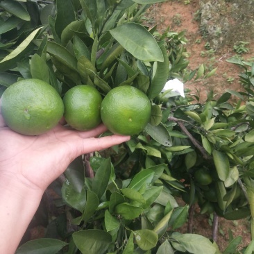 东江湖蜜桔