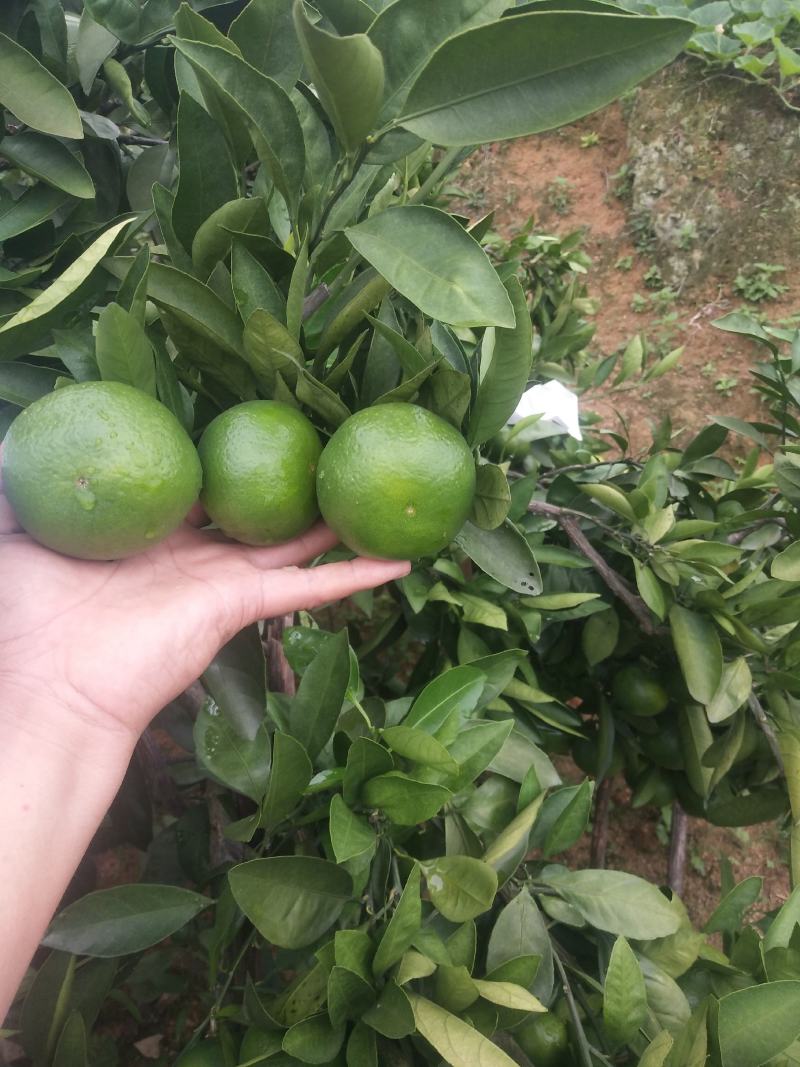 东江湖蜜桔
