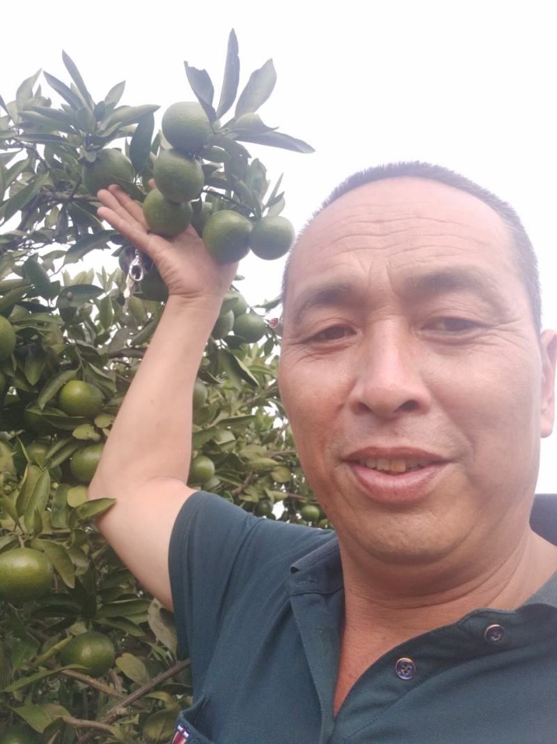 东江湖蜜桔