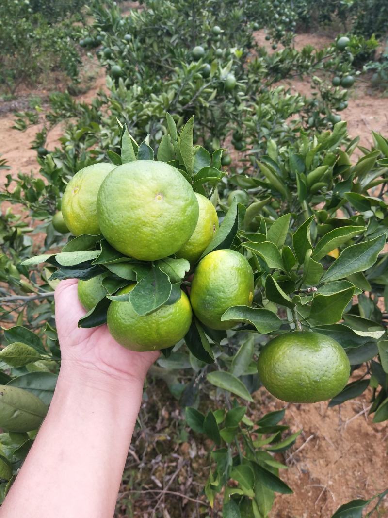 东江湖蜜桔