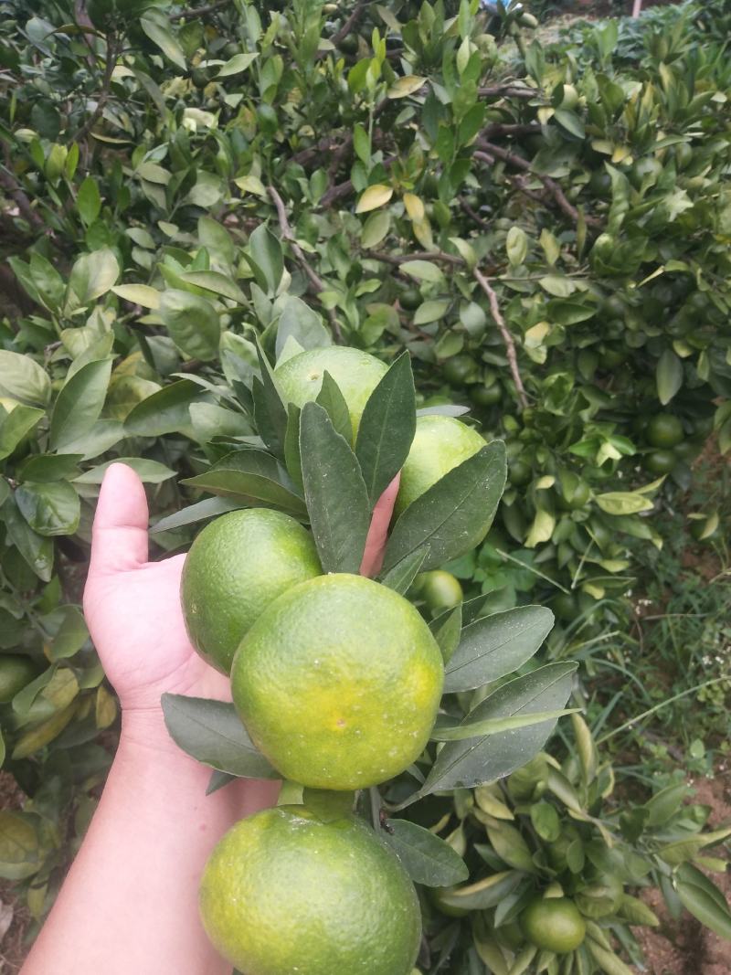 东江湖蜜桔