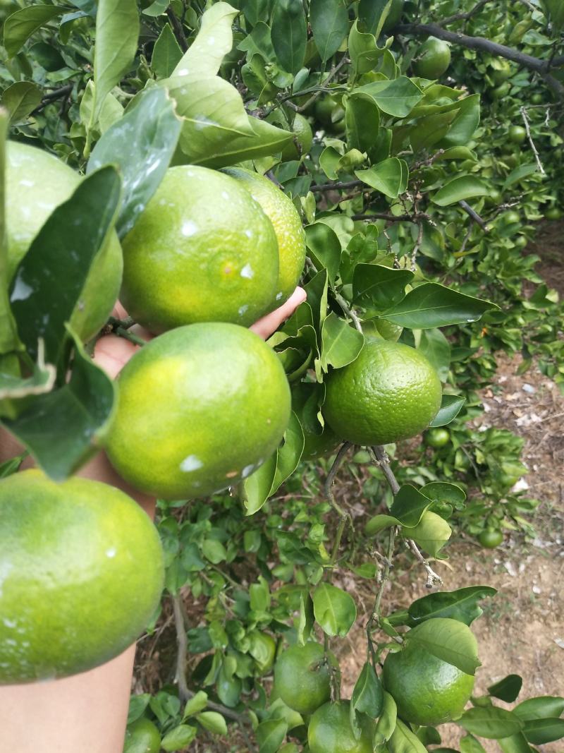 东江湖蜜桔