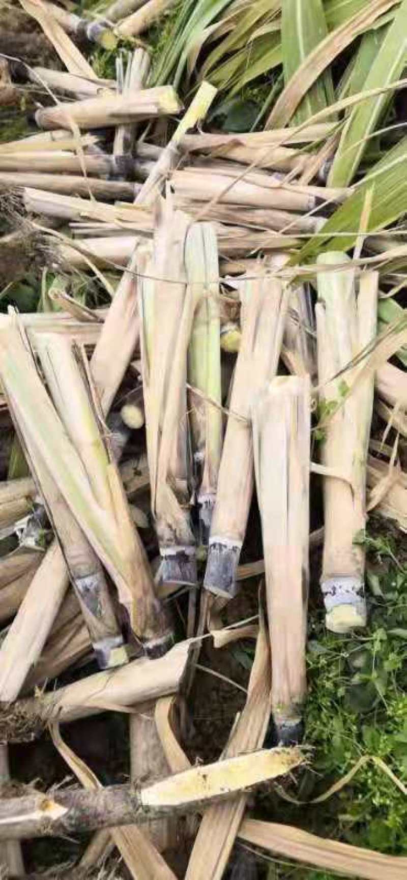 甘蔗种苗：黑皮甘蔗苗：黑皮果蔗苗：大灰种甘蔗苗
