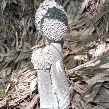 广宁泥塑菌(灰菌、松菌)新鲜当天的当季时鲜