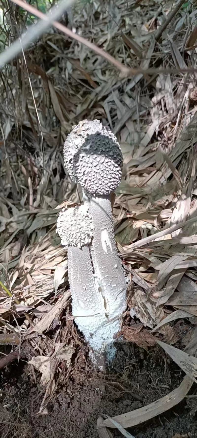 广宁泥塑菌(灰菌、松菌)新鲜当天的当季时鲜