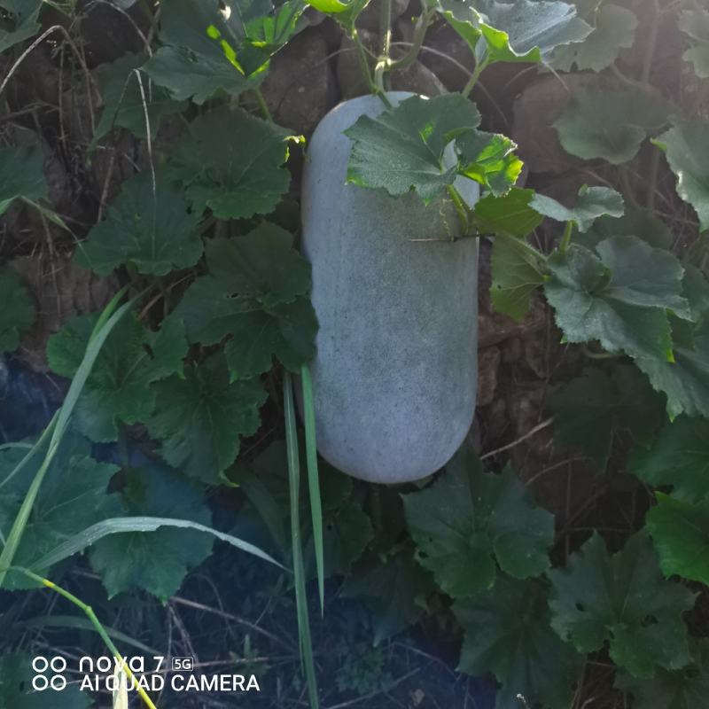 白皮冬瓜